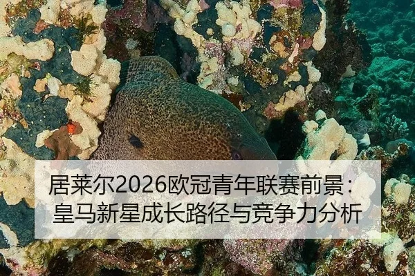 ju-lai-er-ou-guan-qing-nian-lian-sai-qian-jing-huang-ma-xin-xing-cheng-zhang-lu-jing-yu-jing-zheng-li-fen-xi-2-721.jpg